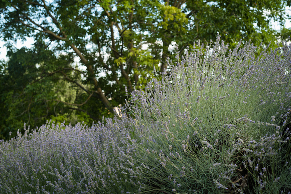 L1002298.jpg